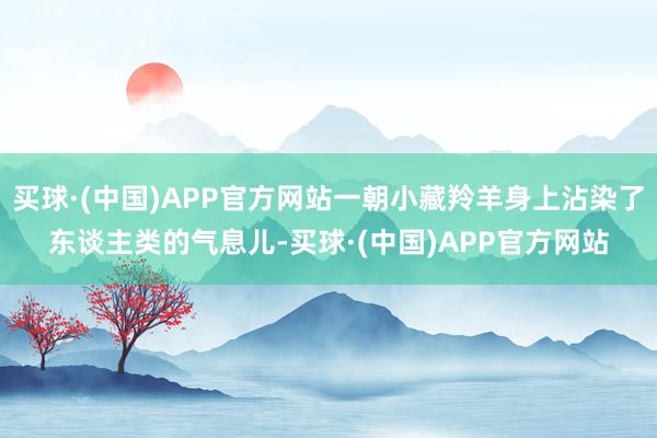 买球·(中国)APP官方网站一朝小藏羚羊身上沾染了东谈主类的气息儿-买球·(中国)APP官方网站